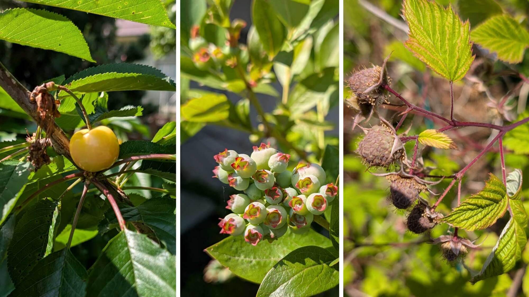 cherries, blueberries and raspberries