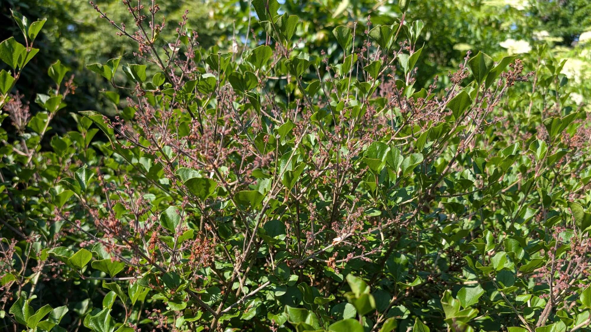 Lilac bushes
