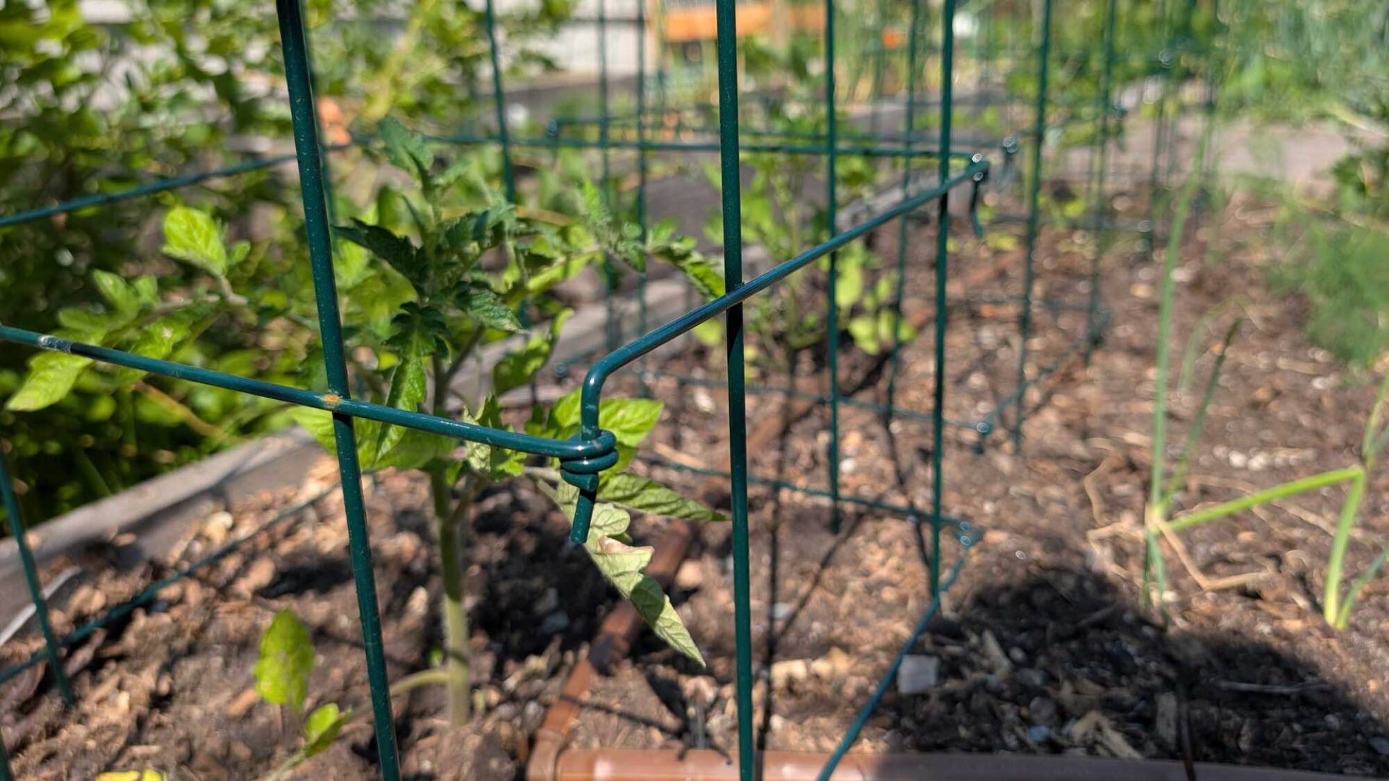 tomato plants growing in trellises