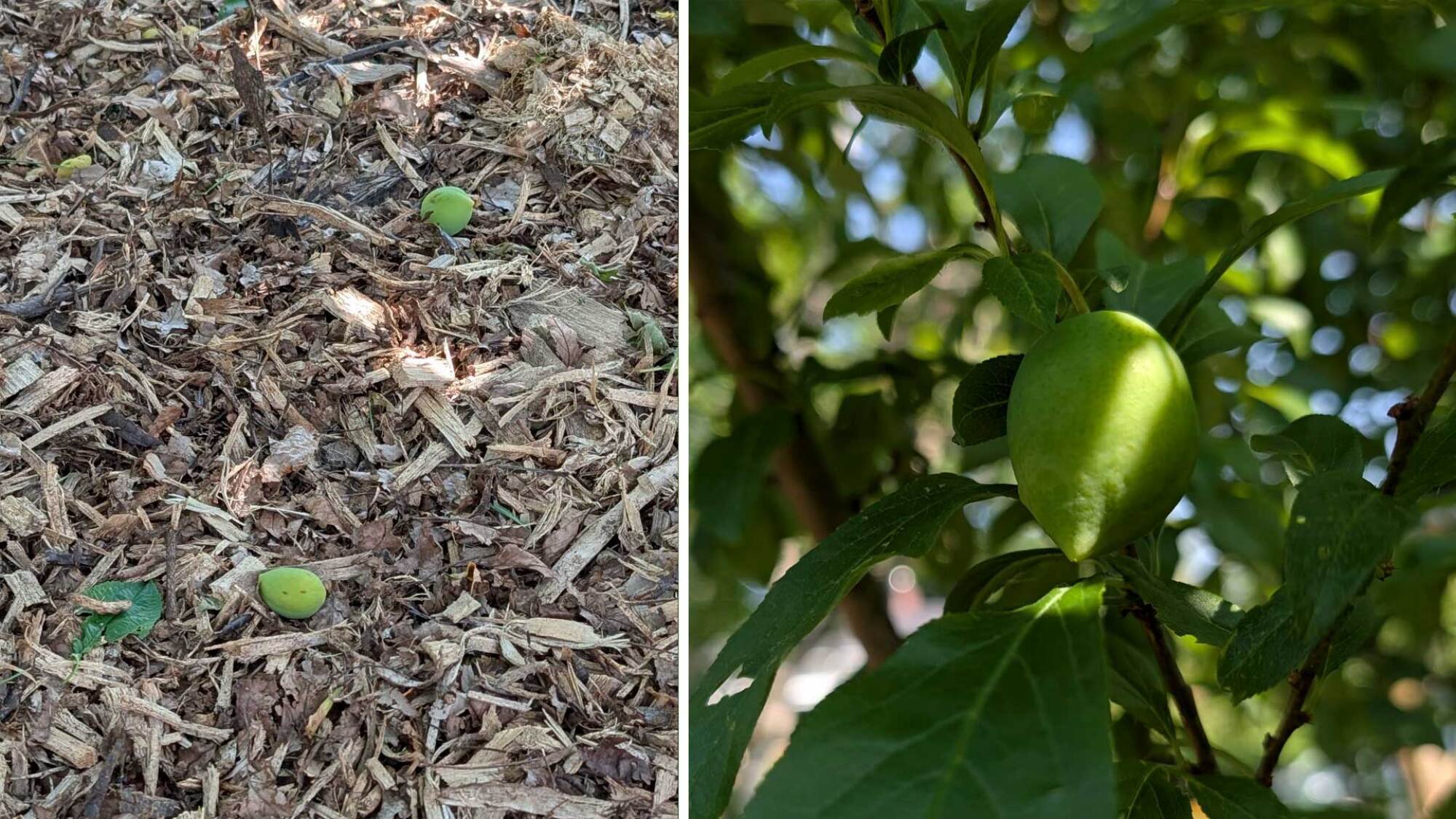 fruit drop from plums, and a thinned plum ripening on the branch