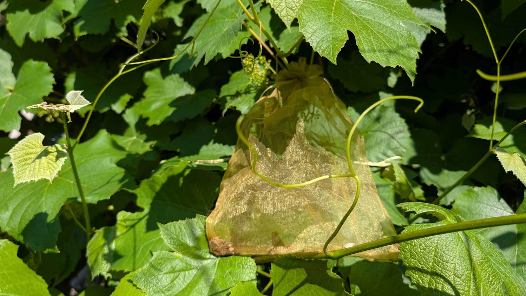 Grapes shrouded in gauze bags