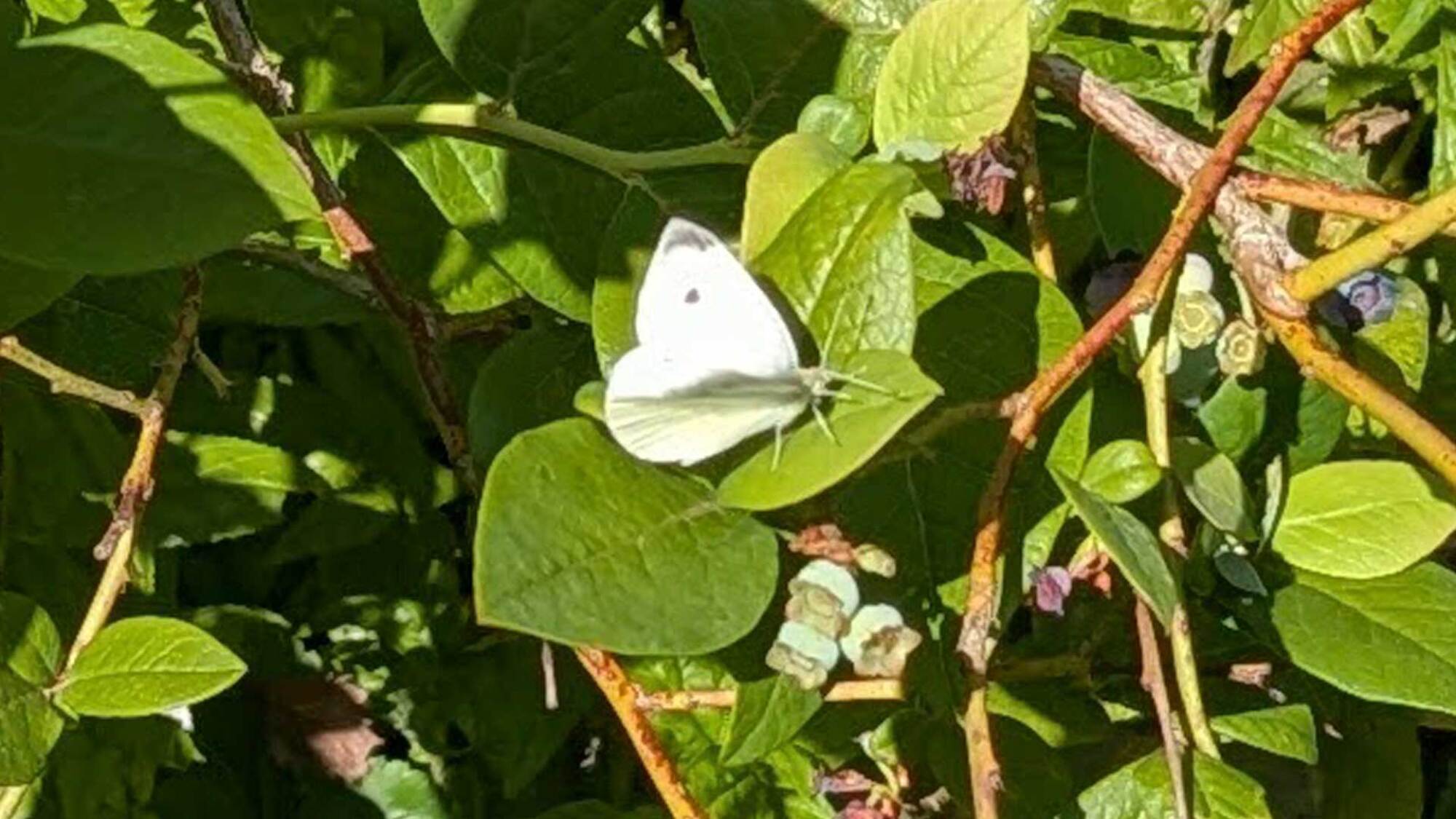 Cabbage moths