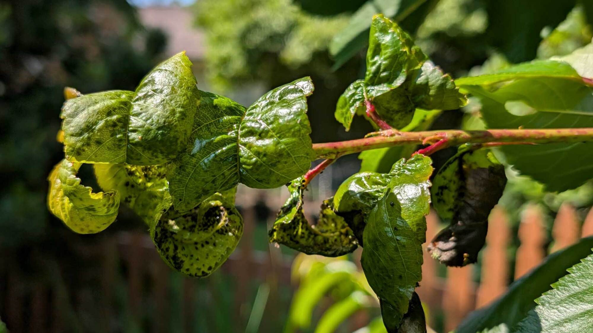 diseased leaves on a cherry tree