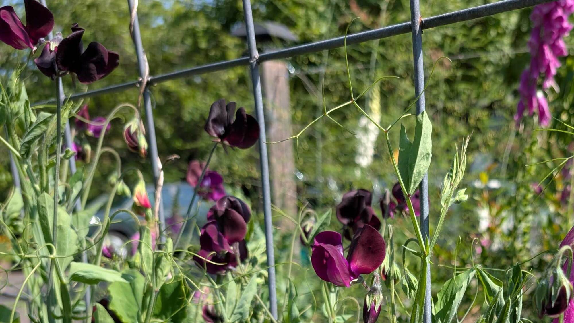 sweet peas