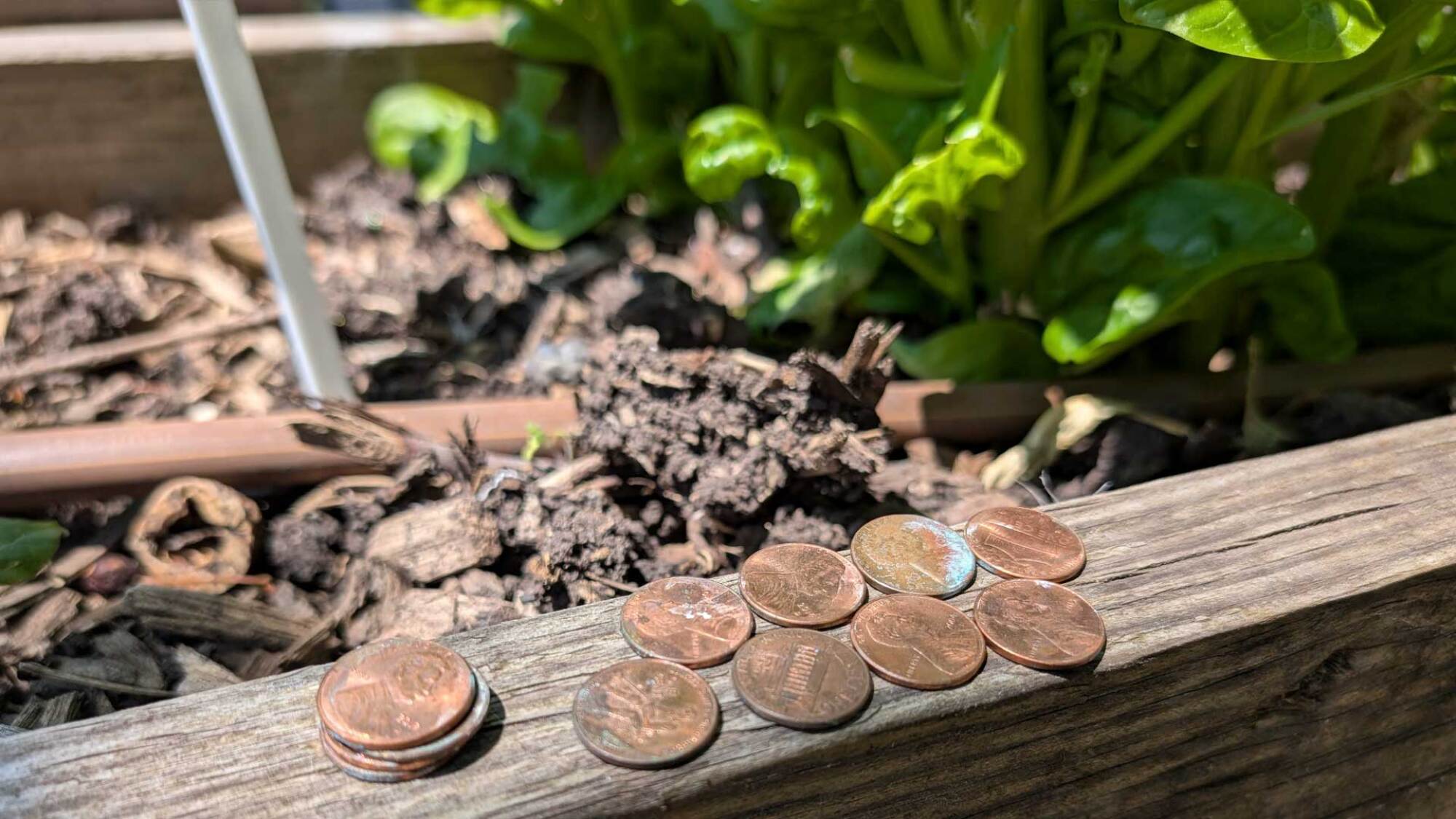 Copper pennies being used as a slug shield