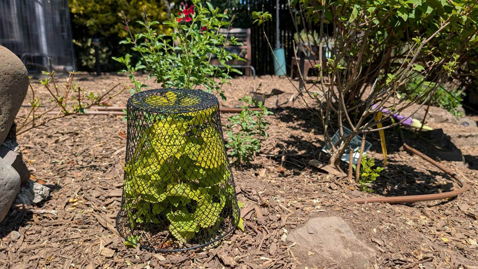 wire trash can as plant cage